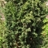 Juniperus chinensis 'Blaauw' -- Strauchwacholder